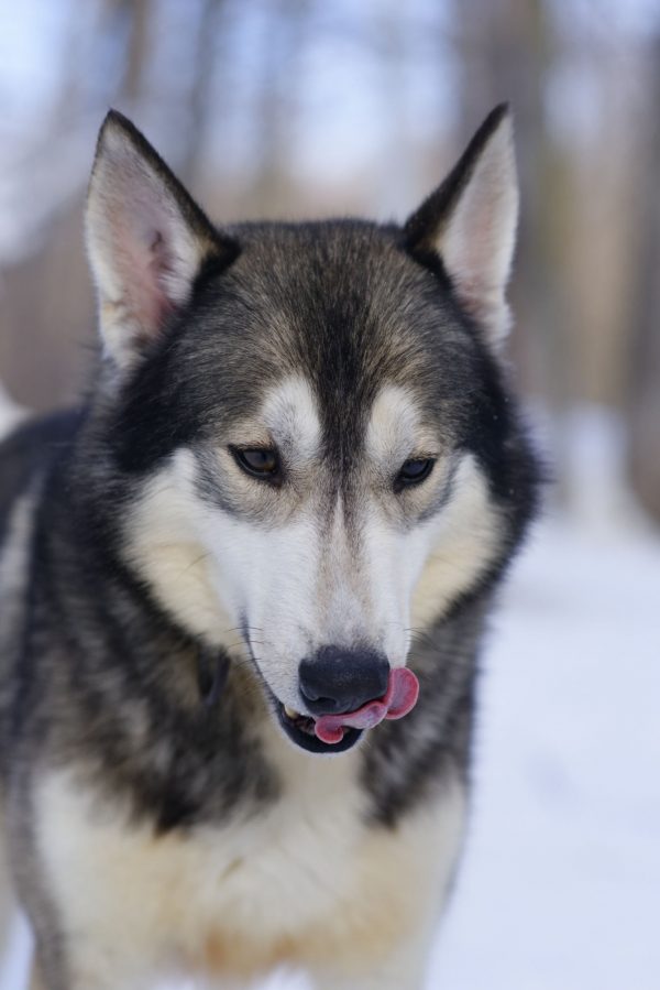 Meet our Huskies – Winterdance Dogsled Tours in Haliburton, Canada