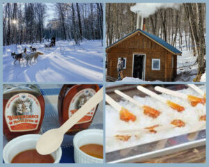 Maple Syrup Bush Tour